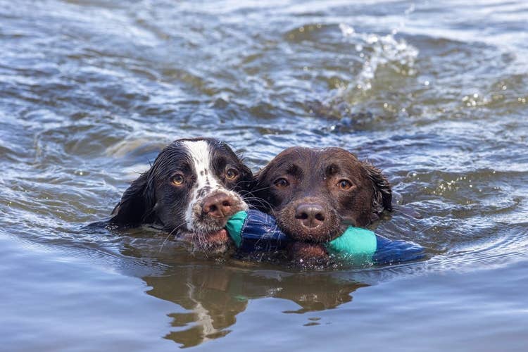Spaniel and Labrador Swimming with a toy