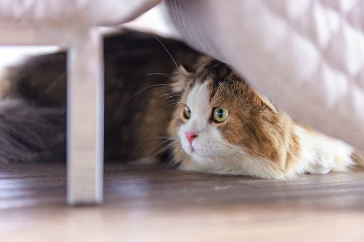 A long-haired white and tortoishell cat hiding under a bed.