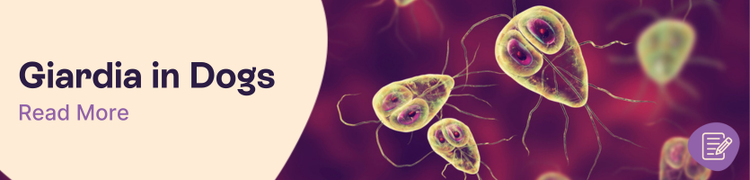 Giardia in Dogs: Miscroscope image of Giardia protazoa