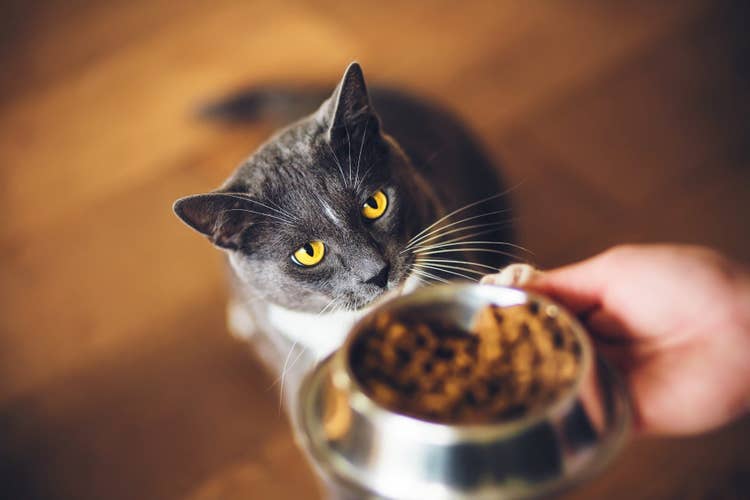 An owner offering their grey and white domestic shorthair cat a bowl full of wet food.