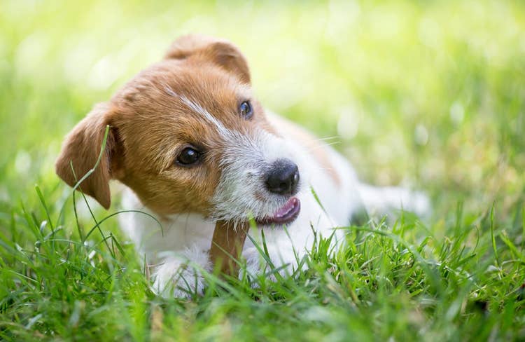 A jack russel puppy chewing a dog chew in the grass