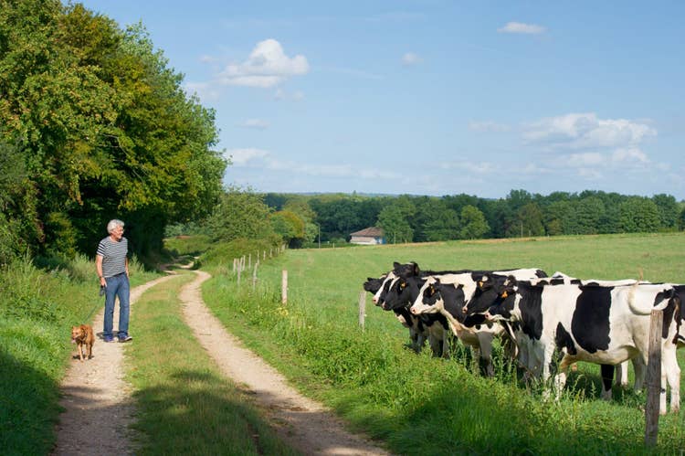 A Male owner safely walking his dog during the day, sticking to the path alongside a field of cows who are looking over the fence curiously.