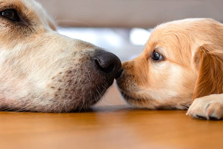 An mother golden retreiver lying down nose to nose with her puppy.