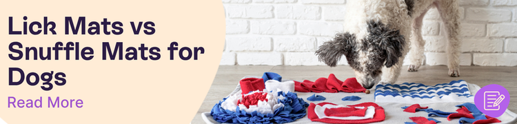 white and grey dog sniffing a snuffle mat for treats