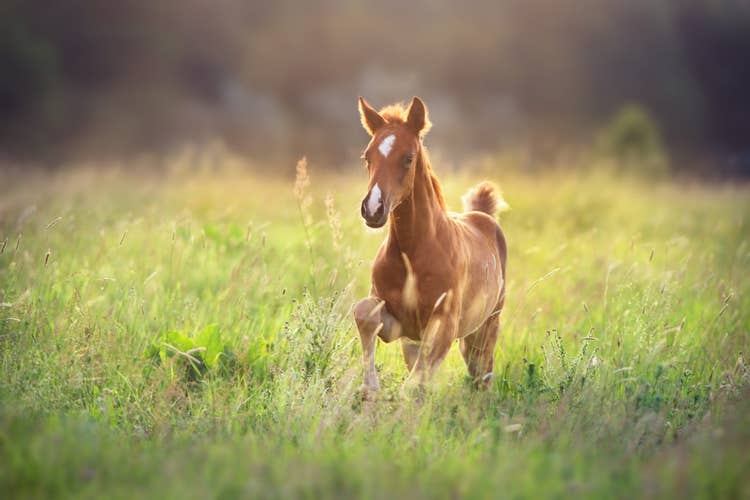 A pale brown foal with white star markings running excitedly through a field.