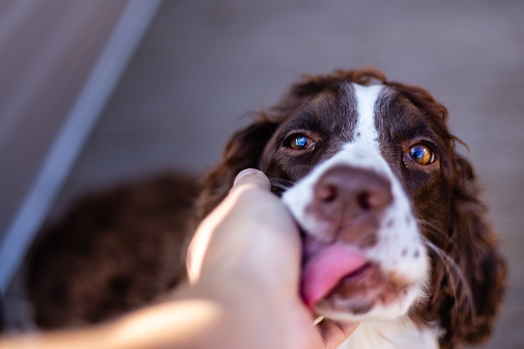 An owner holding a Springer Spaniel's face in their hand while being gently licked