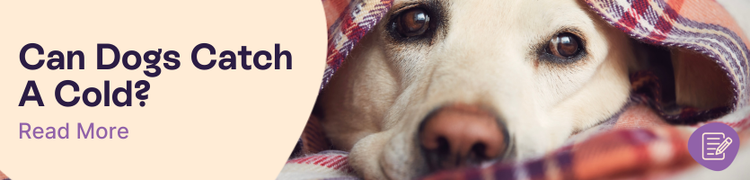 Can Dogs Catch Colds?