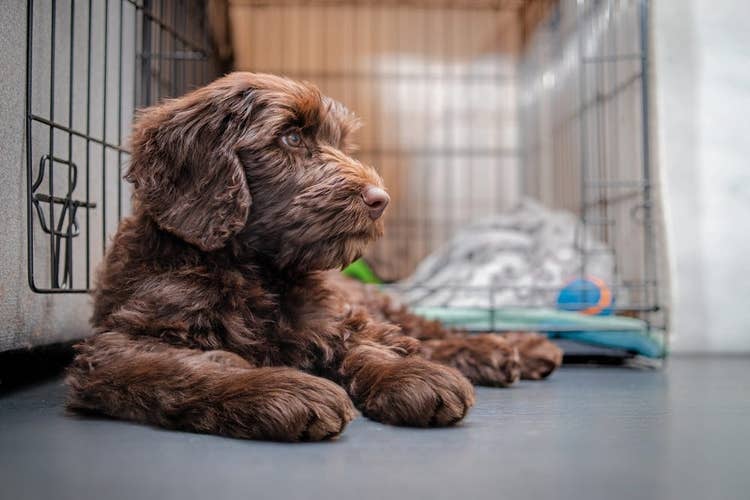 Relaxed dog in boarding kennels