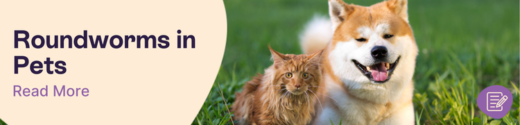 Roundworms in Pets