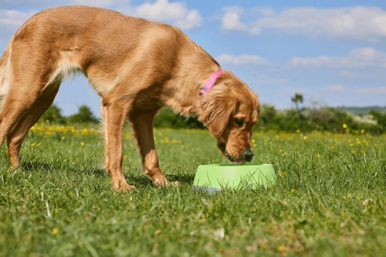 how to get dog to drink more water | A golden retriever drinking from a portable dog bowl while walking in a field