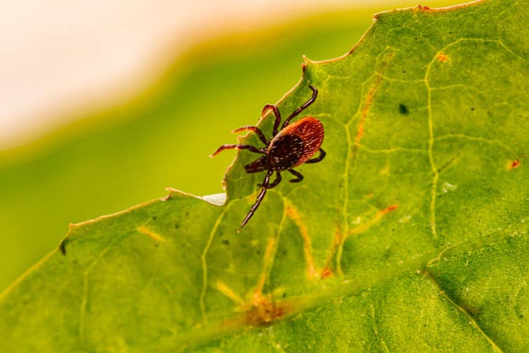 A close up of a tick clining to the underside of a leaf