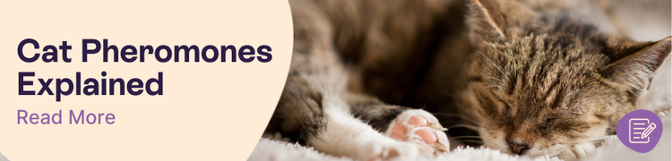 Cat-calming pheromones explained header