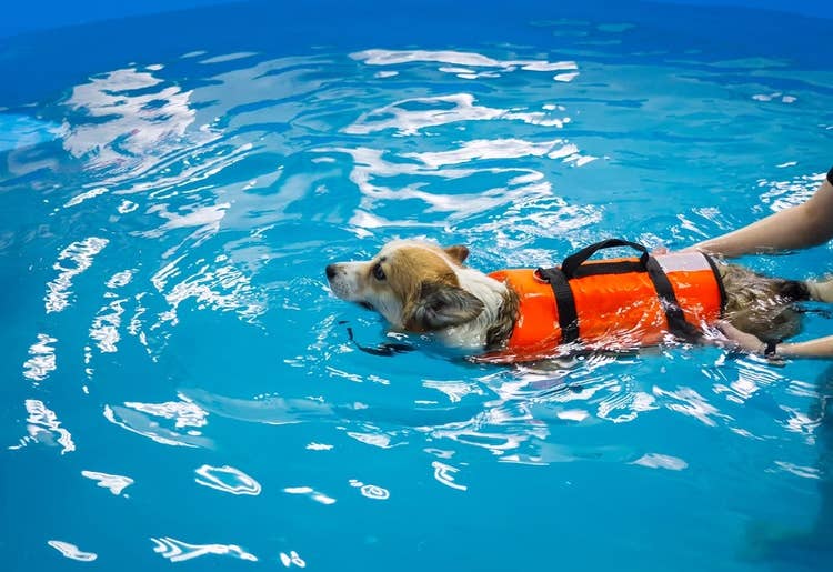 An adult corgi wearing an orange dog-lifejacket while swimming in a swimming pool with their owner.