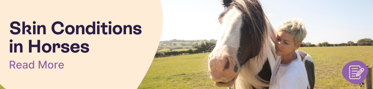 Skin Conditions in Horses Header
