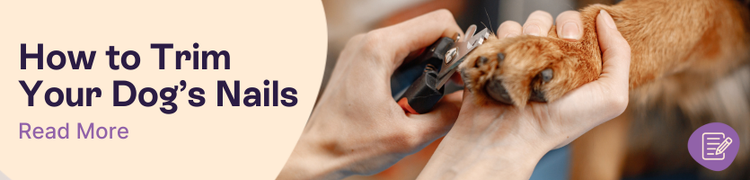 How to Trim Dogs Nails