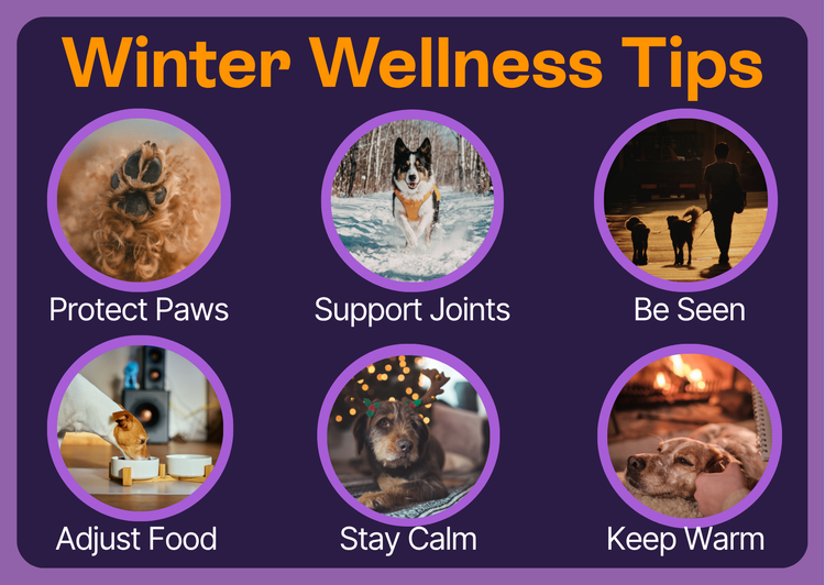Illustrative infrographic with top tips for pet winter wellness