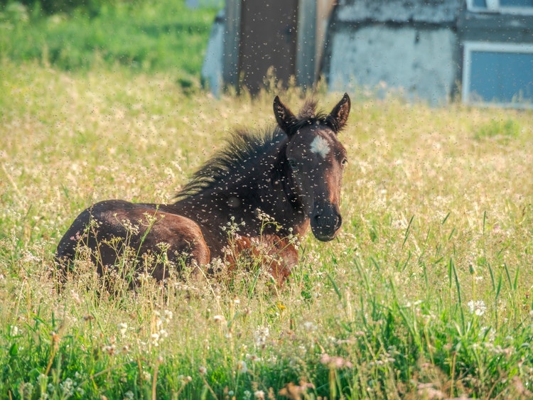 A swarm of midges surrounding a foal lying in pasture