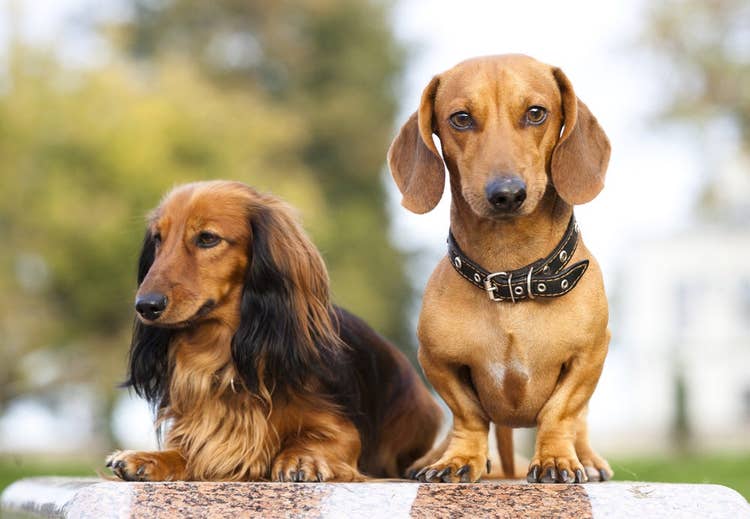 A tan and black long-haired Dacshund lying down beside a standing short-haired Dacshund at the park