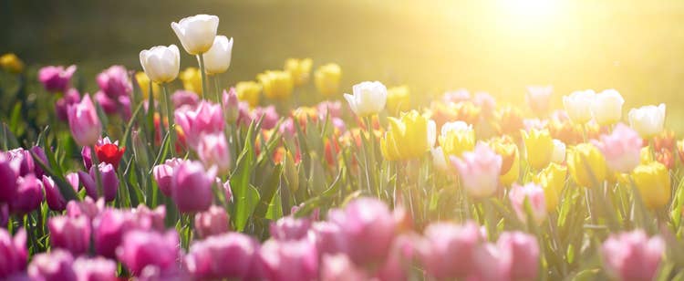 Colourful tulips growing wild, bathed in the glare of the sun