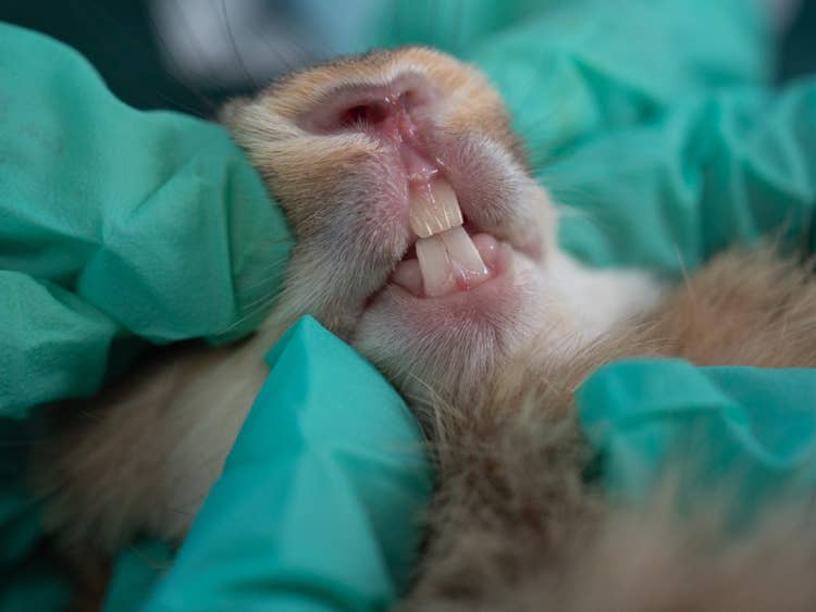 A close up of a pet rabbit having their teeth examined by a veterinarian aring vinyl gloves.