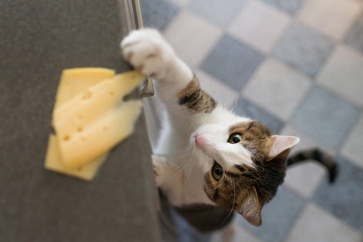 Tabby and white cat trying to steal cheese off a kitchen counter