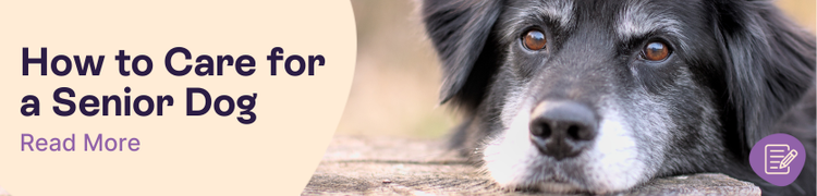 How to Care for a Senior Dog Header