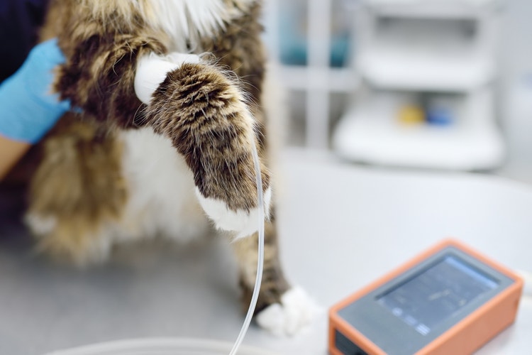 Tabby cat with a blood pressure cuff around their leg attached to the machine