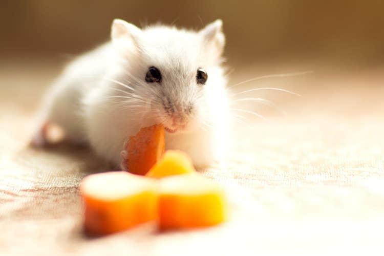 A white russian dwarf hamster nibbling on a slice of carrot