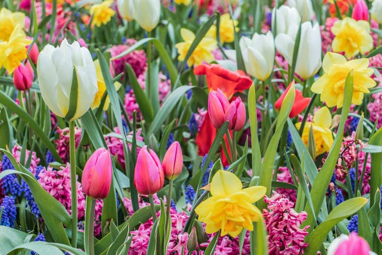 A vibrant collection of spring wild flowers, inlcuding tulips and daffodils.