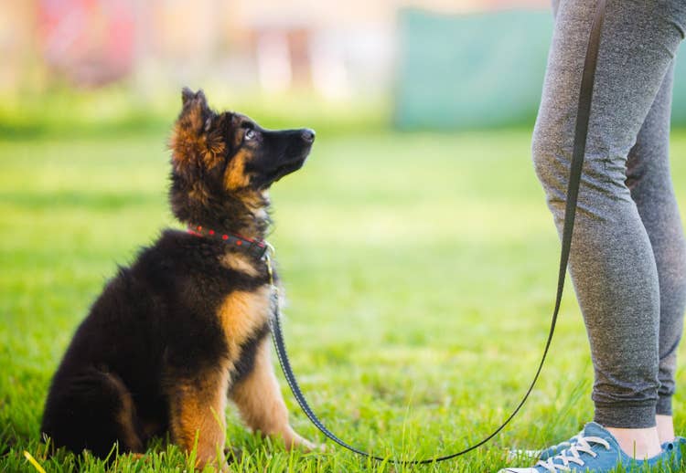 A female owner training her German Shepherd puppy to sit while out on a walk in a park.