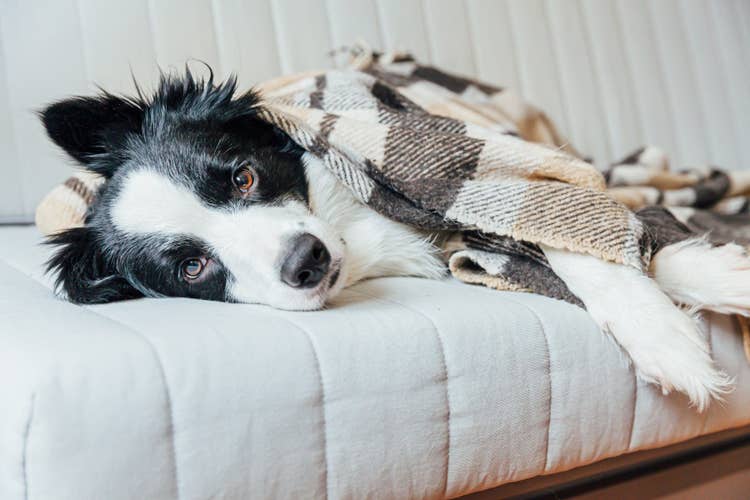 A sweet black and white border collie lying on the sofa wih a checked blanket over them