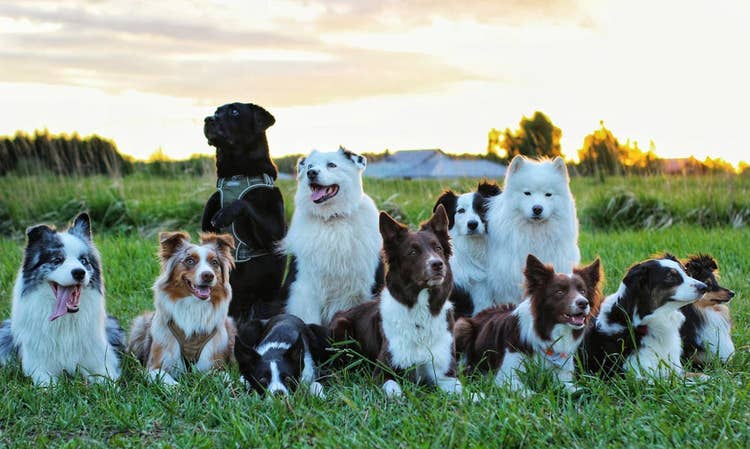 Various dog breeds psoing for a photo at sunset. Breeds include Samoyed, Border Collie, Larbrador