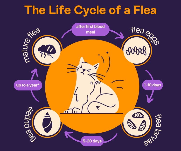 How to Break the Flea Lifecycle