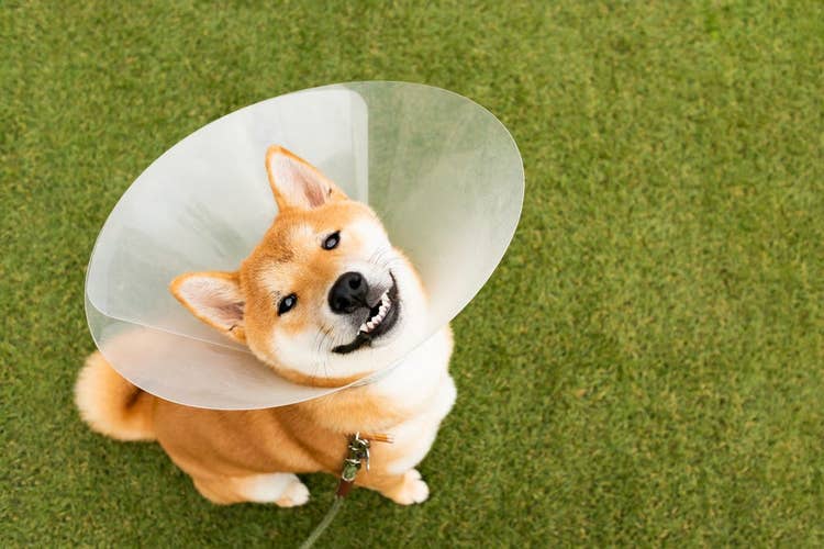 A smiling Shiba inu dog wearing a recovery cone in the garden