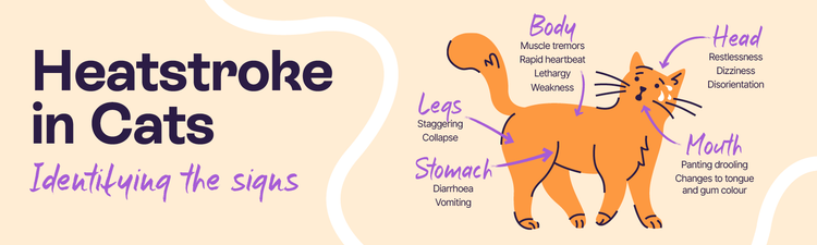 A detailed and illustrative infographic outlining the key signs of heatstroke in cats.