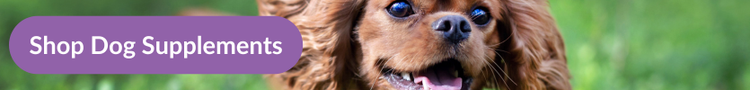 A happy, red Cavalier King Charles Spaniel running through a grassy park with overlay text that reads &#34;Shop Dog Supplements&#34;