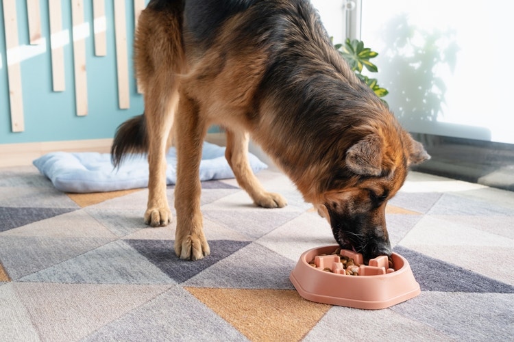 A German Shepherd standing and eating
