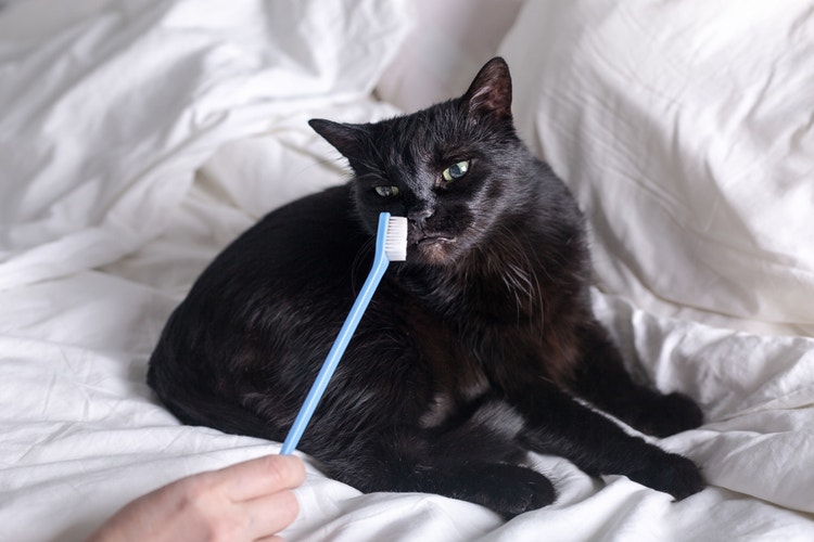 A suspicious black cat sniffs a blue toothbrush