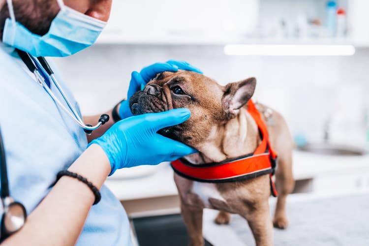A brown a white french bulldog in a red harness being examined by a male vet wearing gloves and a face mask