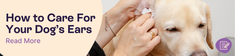 How to care for your dogs ears