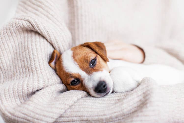 A sick Jack Russell puppy with Parvo resting in their owners arms.