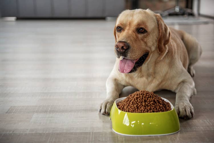 An adult labrador retriever lying down in the kitchen beside a bright geen dog food bowl full of kibble.