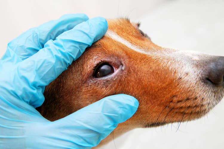 A white and tan Jack Russell Terrier with irritated red eyes having their eyes examined by a vet wearing vinyl blue gloves.