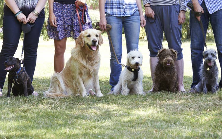 Five different dog breeds on the lead with their owners at a dog training session in the park.