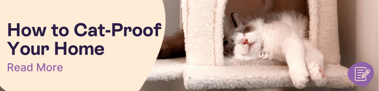Cat proofing your home header