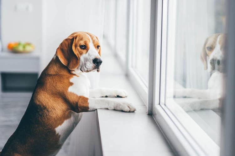 Beagle watching for their owner out of the window
