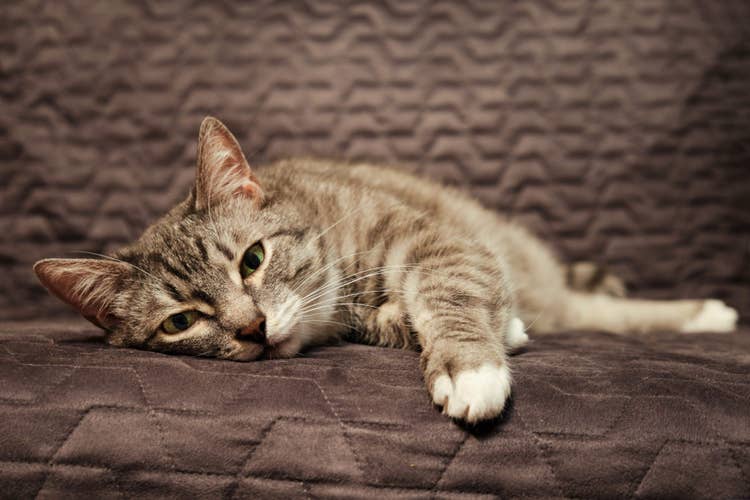 A tabby and white cat with bright green eyes lounging on a brown sofa looking at the camera.