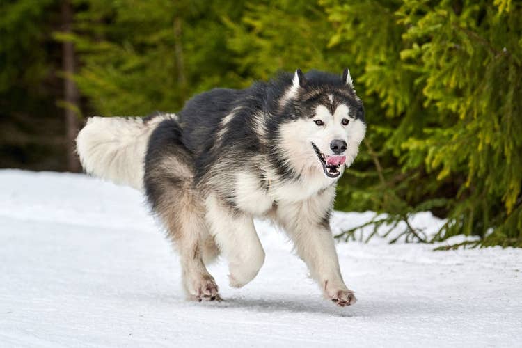 An Alaskan Malamute running through the snow in an Alpine landscape.