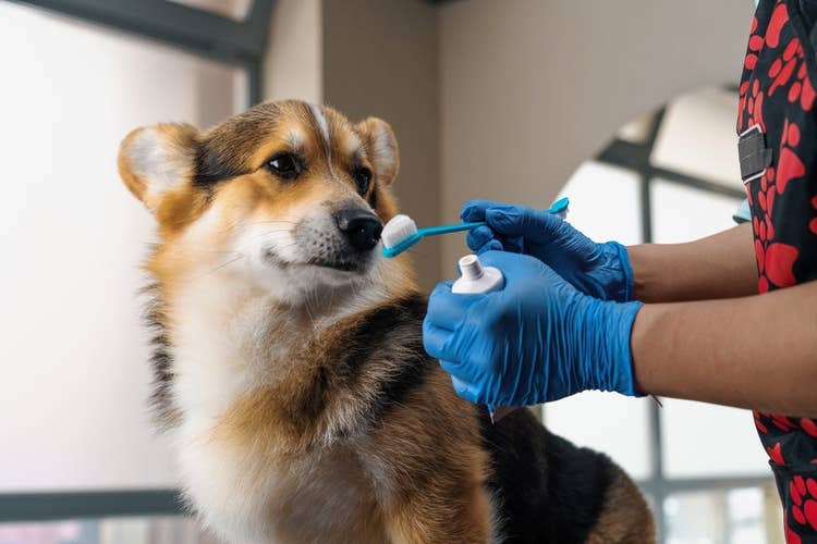 A Corgi being introduced to dog toothbrush and tooth toothpaste