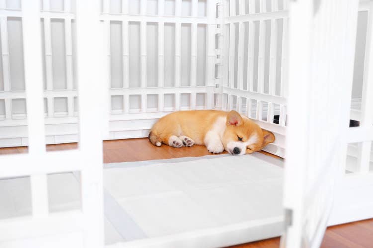 A crate-trained corgi puppy snoozing happily in their dog crate with the door wide open.